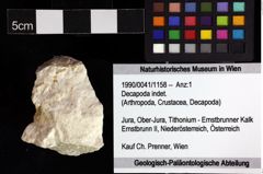 Foto (Objket + Etiketten) von Decapoda indet. 